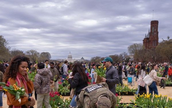 Mississippi National Guard Soldiers pick tulips on Tulip Day in Washington, D.C.