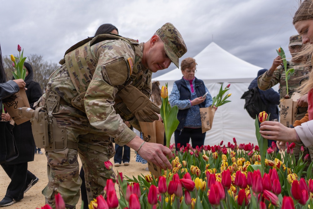 Mississippi National Guard Soldiers pick tulips on Tulip Day in Washington, D.C.