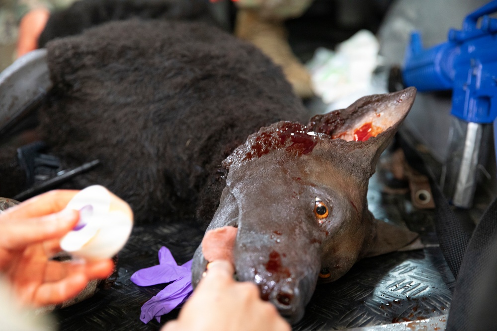 Canine Tactical Combat Casualty Care