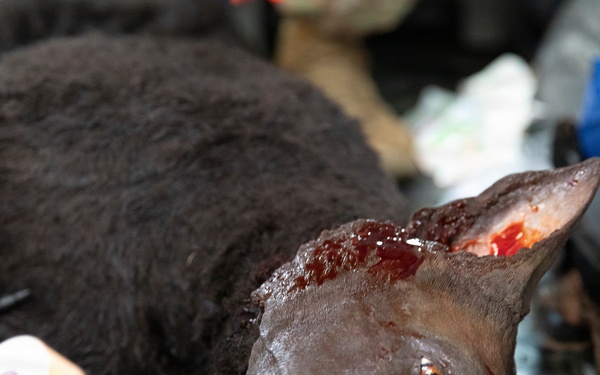 Canine Tactical Combat Casualty Care