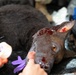 Canine Tactical Combat Casualty Care