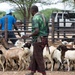 US, Kenya veterinarians strengthen bonds during Day 2 VETCAP Justified Accord 2026