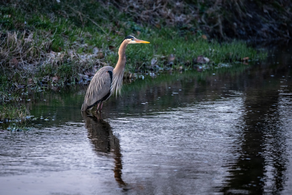 Wildlife at Wright-Patt: Great Blue Heron