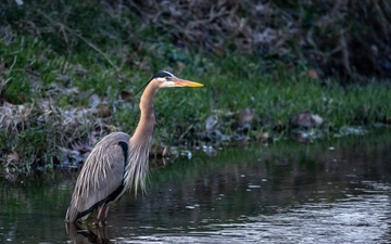 Wildlife at Wright-Patt: Great Blue Heron