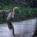 Wildlife at Wright-Patt: Great Blue Heron