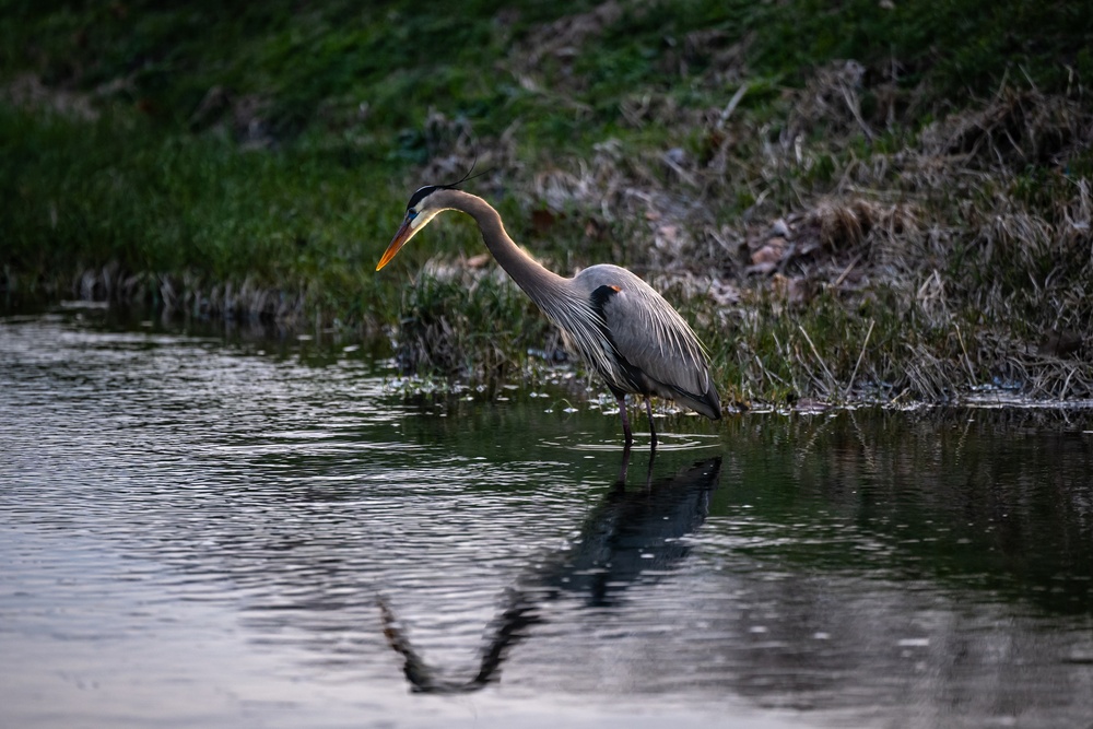 Wildlife at Wright-Patt: Great Blue Heron