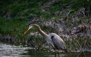 Wildlife at Wright-Patt: Great Blue Heron