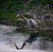 Wildlife at Wright-Patt: Great Blue Heron