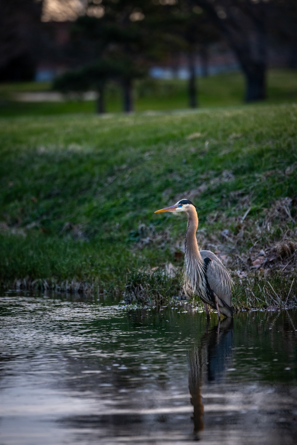 Wildlife at Wright-Patt: Great Blue Heron