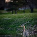 Wildlife at Wright-Patt: Great Blue Heron