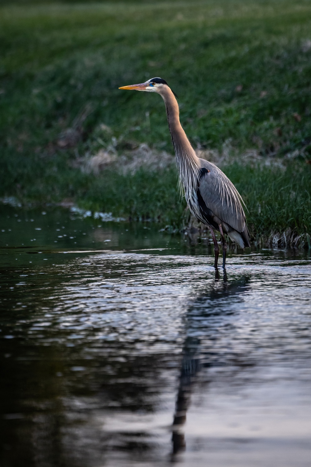 Wildlife at Wright-Patt: Great Blue Heron