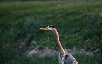 Wildlife at Wright-Patt: Great Blue Heron