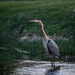 Wildlife at Wright-Patt: Great Blue Heron