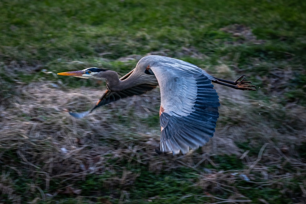 Wildlife at Wright-Patt: Great Blue Heron