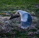 Wildlife at Wright-Patt: Great Blue Heron