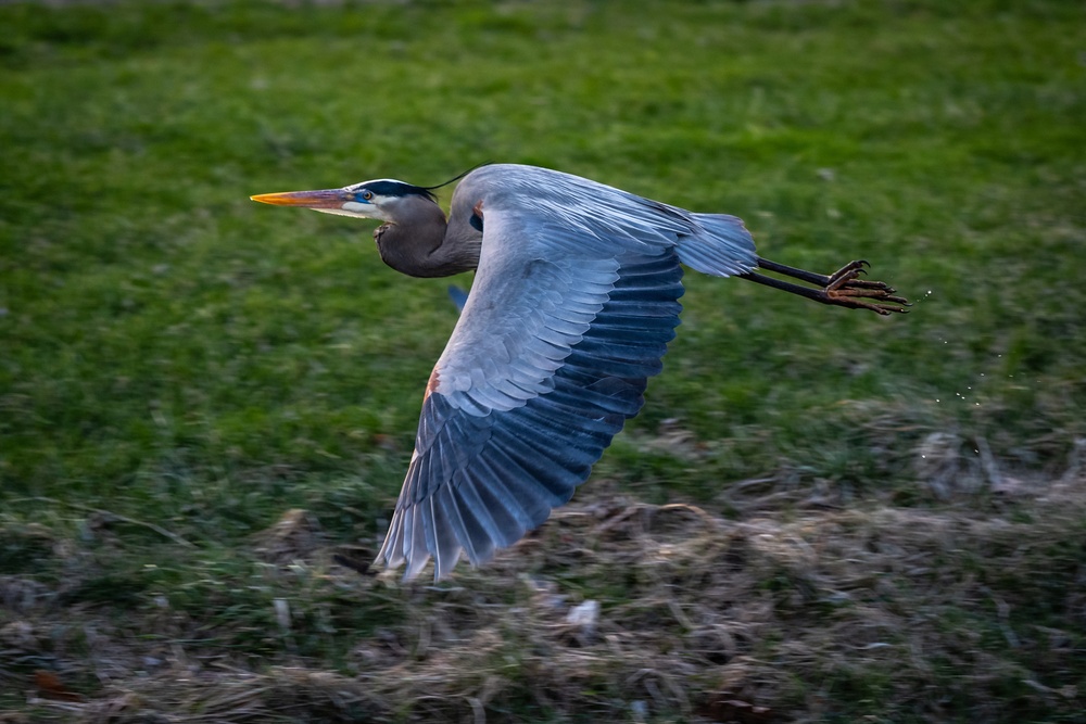 Wildlife at Wright-Patt: Great Blue Heron