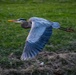 Wildlife at Wright-Patt: Great Blue Heron