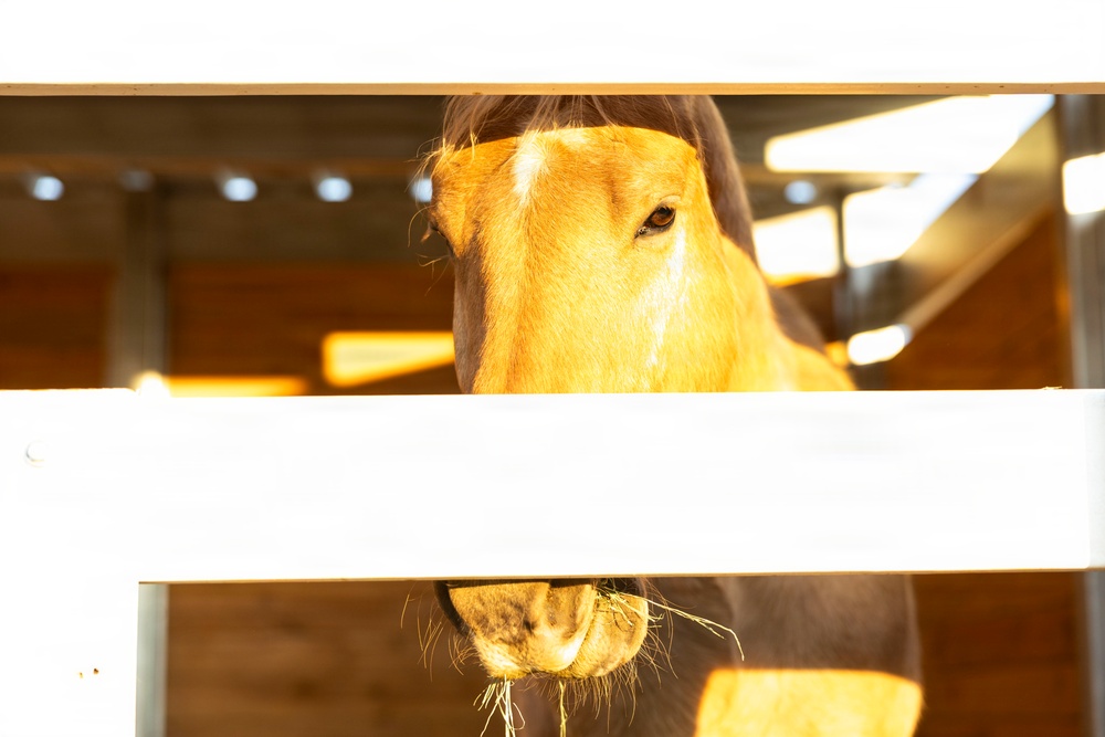 U.S. Marine Corps Mounted Color Guard feeds horses, Mar. 11, 2026