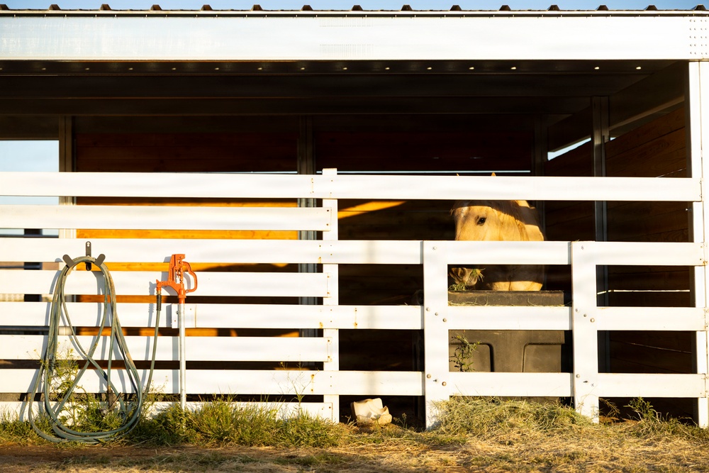 U.S. Marine Corps Mounted Color Guard feeds horses, Mar. 11, 2026