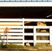 U.S. Marine Corps Mounted Color Guard feeds horses, Mar. 11, 2026