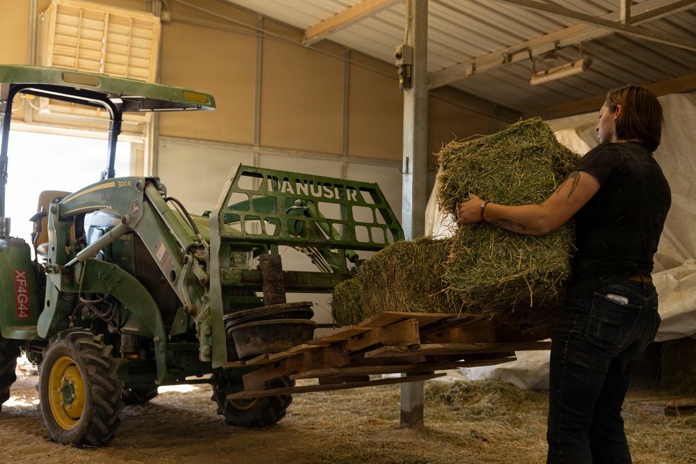 U.S. Marine Corps Mounted Color Guard feeds horses, Mar. 11, 2026