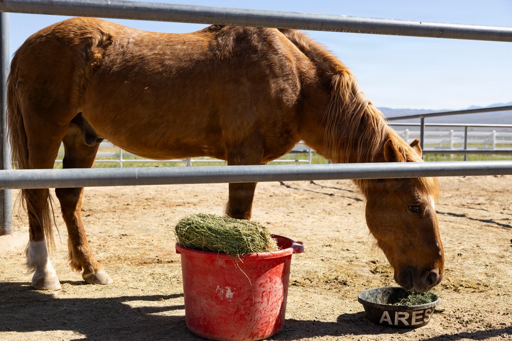 U.S. Marine Corps Mounted Color Guard feeds horses, Mar. 11, 2026