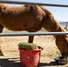 U.S. Marine Corps Mounted Color Guard feeds horses, Mar. 11, 2026