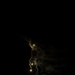 U.S. Marines with 3rd LAR conduct low-light live-fire exercise during NTC 26-05