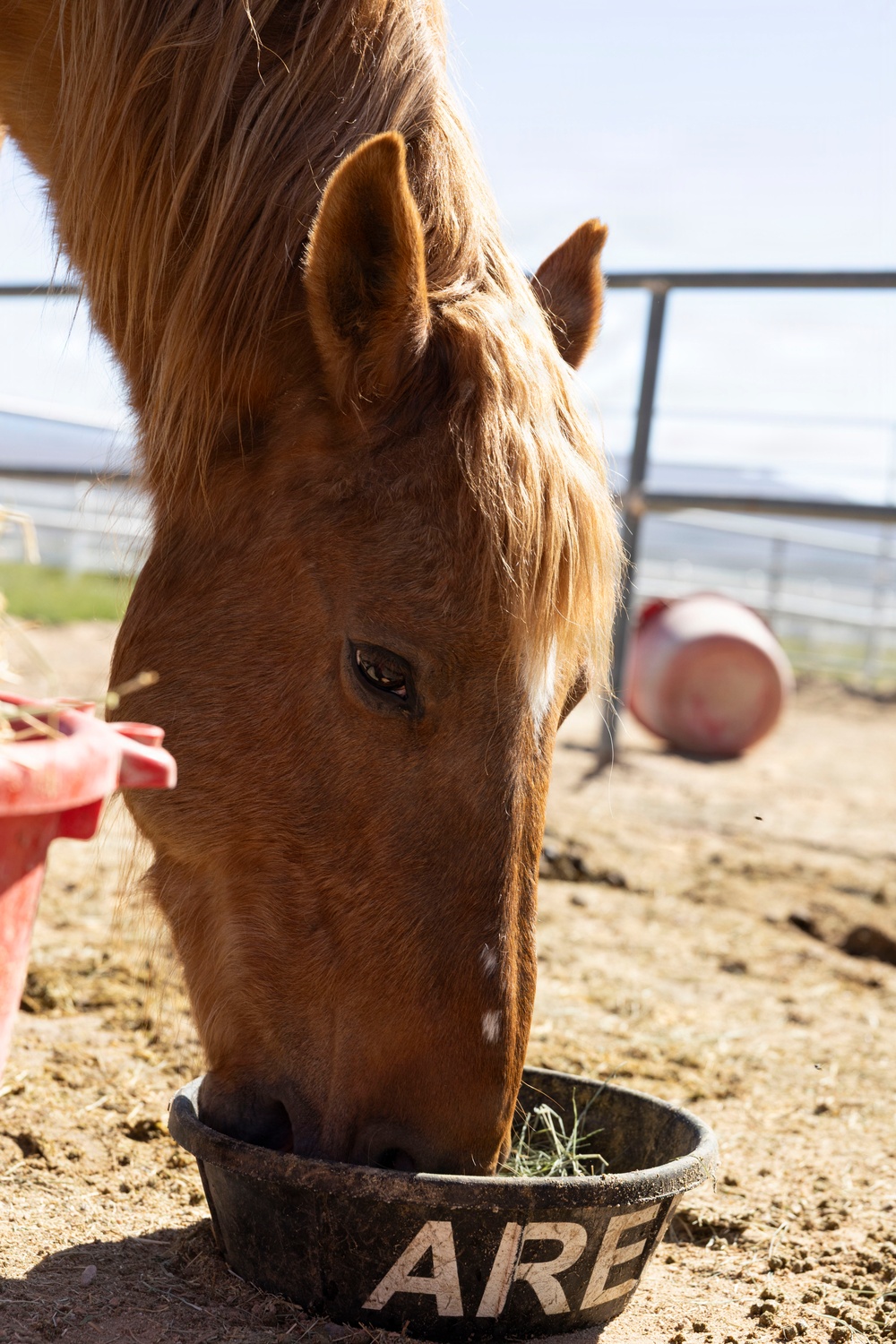 U.S. Marine Corps Mounted Color Guard feeds horses, Mar. 11, 2026
