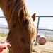 U.S. Marine Corps Mounted Color Guard feeds horses, Mar. 11, 2026