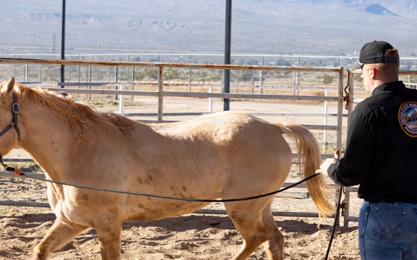 U.S. Marine Corps Mounted Color Guard conducts farrier work
