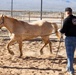 U.S. Marine Corps Mounted Color Guard conducts farrier work
