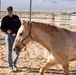 U.S. Marine Corps Mounted Color Guard conducts farrier work