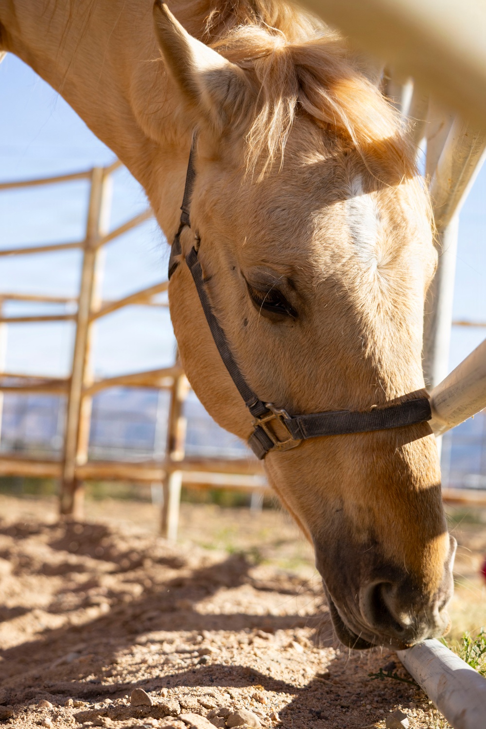 U.S. Marine Corps Mounted Color Guard conducts farrier work