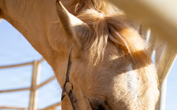 U.S. Marine Corps Mounted Color Guard conducts farrier work