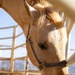 U.S. Marine Corps Mounted Color Guard conducts farrier work