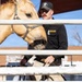 U.S. Marine Corps Mounted Color Guard conducts farrier work