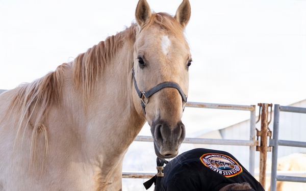 U.S. Marine Corps Mounted Color Guard conducts farrier work