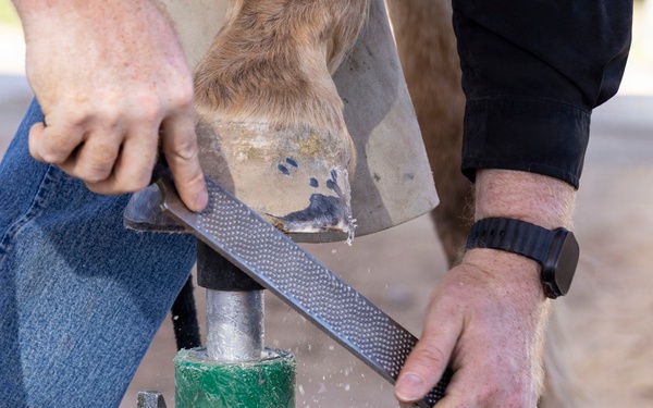 U.S. Marine Corps Mounted Color Guard conducts farrier work