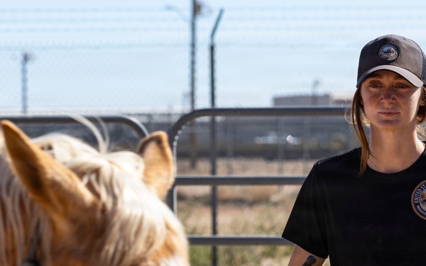 U.S. Marine Corps Mounted Color Guard conducts farrier work