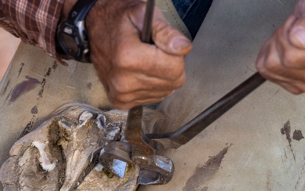 U.S. Marine Corps Mounted Color Guard conducts farrier work