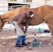 U.S. Marine Corps Mounted Color Guard conducts farrier work