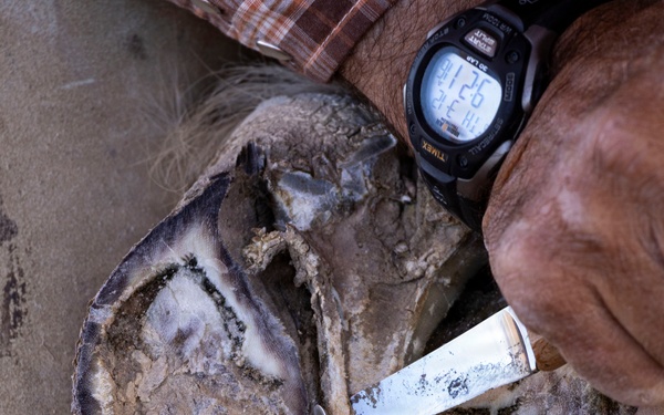 U.S. Marine Corps Mounted Color Guard conducts farrier work