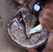U.S. Marine Corps Mounted Color Guard conducts farrier work