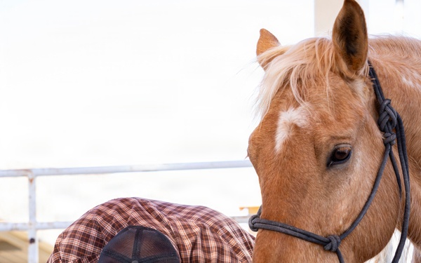 U.S. Marine Corps Mounted Color Guard conducts farrier work