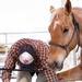 U.S. Marine Corps Mounted Color Guard conducts farrier work