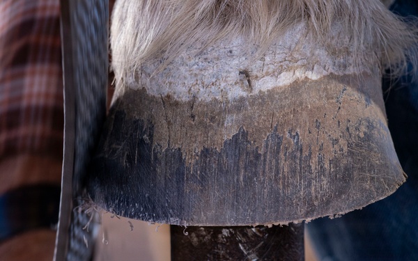 U.S. Marine Corps Mounted Color Guard conducts farrier work