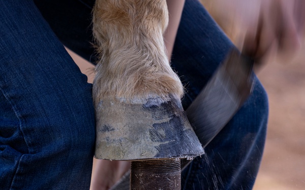 U.S. Marine Corps Mounted Color Guard conducts farrier work