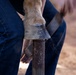 U.S. Marine Corps Mounted Color Guard conducts farrier work