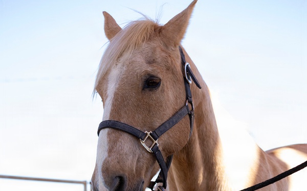 U.S. Marine Corps Mounted Color Guard conducts farrier work
